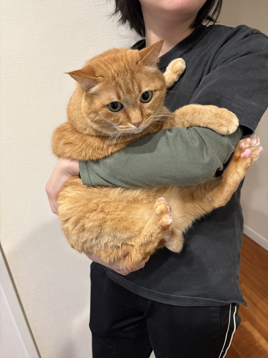 すずつむふう【我が家の可愛い猫's】 (@kagisuzu0531) / Posts / X