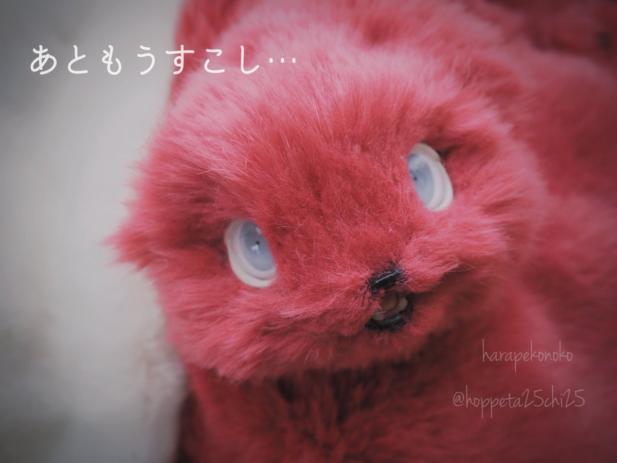 ハラペコ (@hoppeta25chi25) / Posts / X