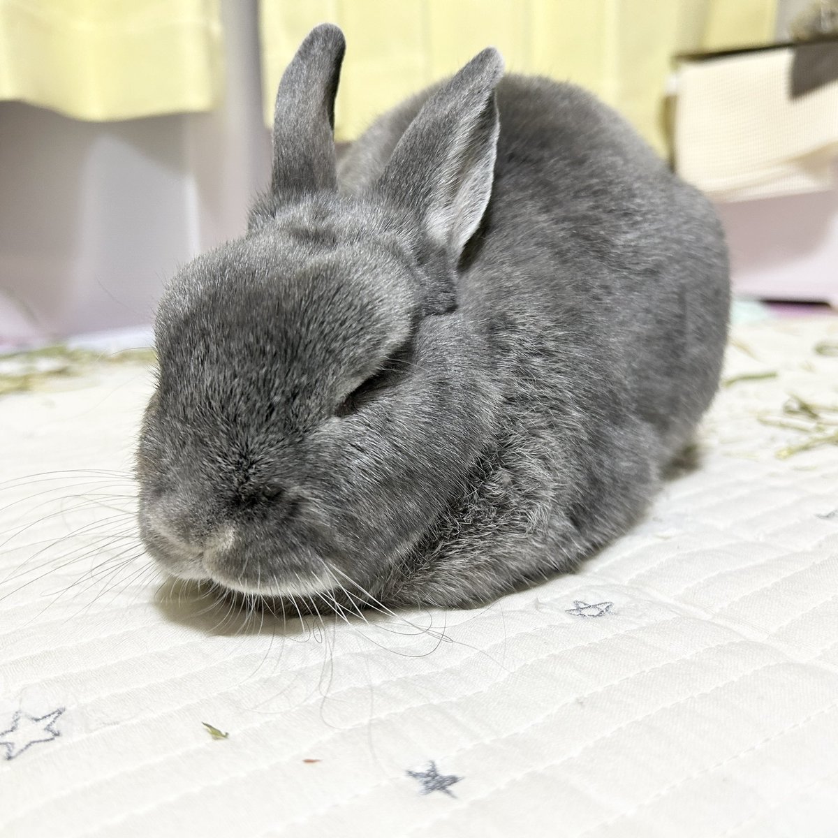 marimo201403's tweet image. あけましておめでとうございます🎍
ダラダラ寝正月〜🥺
マリモちゃんは3月に12歳になるよー

#シニアうさぎ