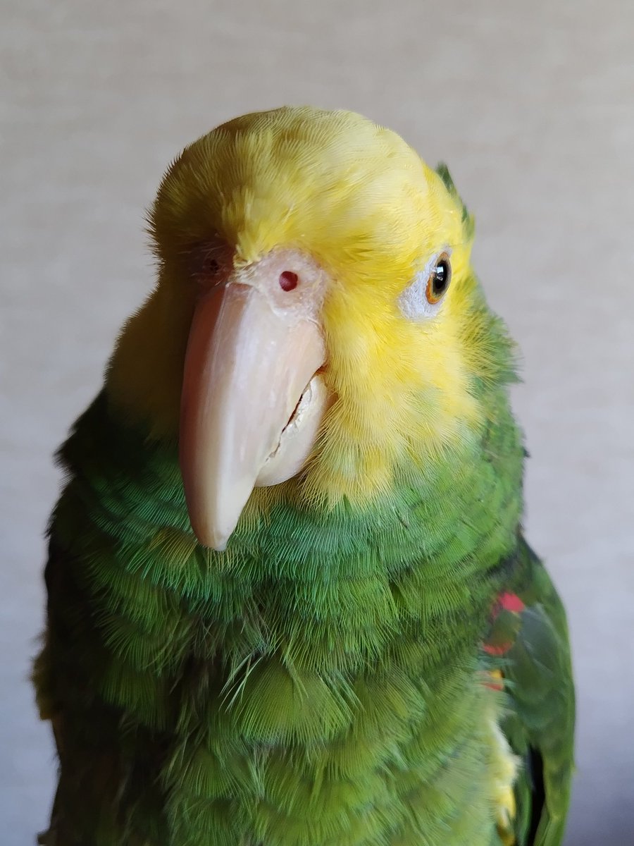 boyonba's tweet photo. Happy New Year 2026!
 Looking forward to another great year together.

みんな一緒で、みんな元気で。
おーた@オオキボウシインコ
るーちゃん@セキセイインコ
カメロン@クサガメ https://t.co/bX3cIP3ylL