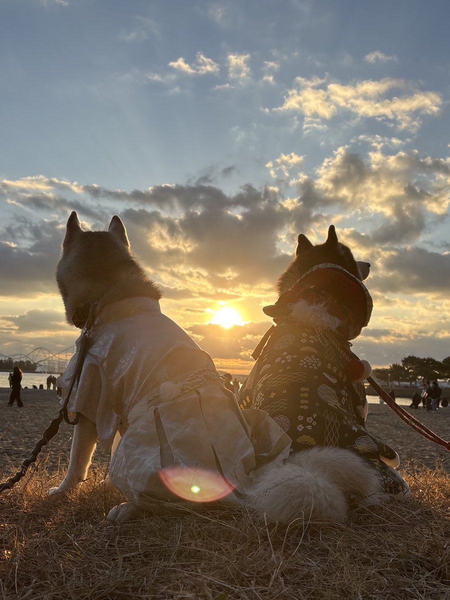 ブルーハスキー♡ ︎✿あんず✿ハスキー (@husky_anz0516) / Posts / X