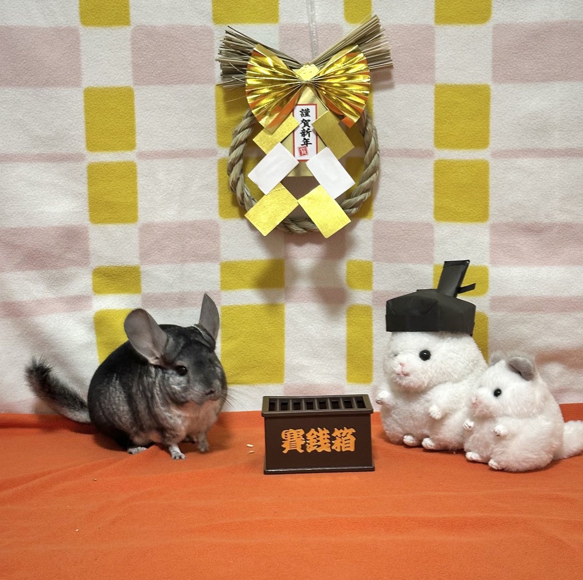 koyukineko9's tweet photo. 初詣に来たよ⛩ https://t.co/wFQIzJwLis