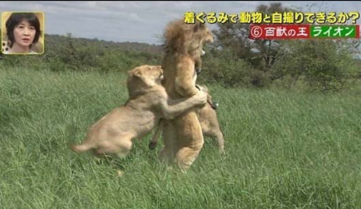 まとめたお。 tweet media