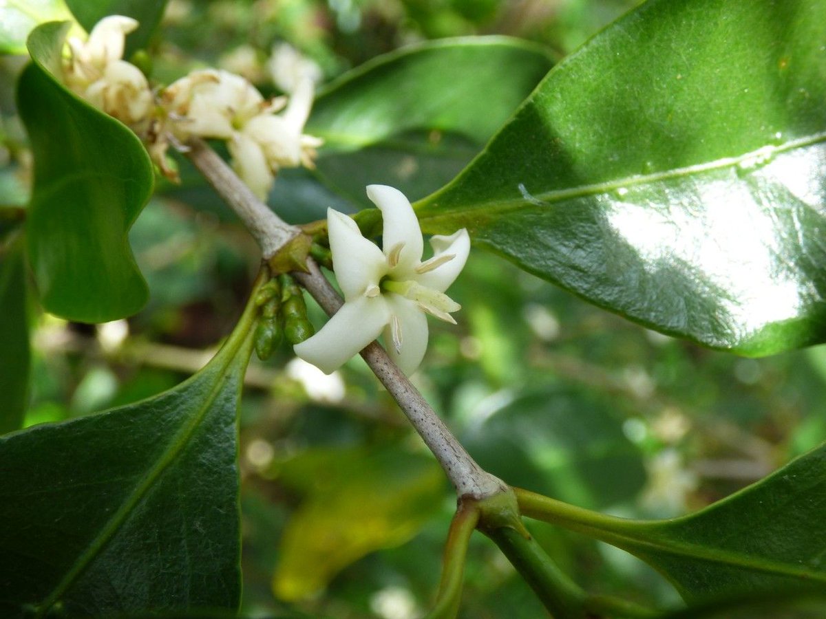 How to Propagate Coffea mauritiana  
propagate.one/how-to-propaga…