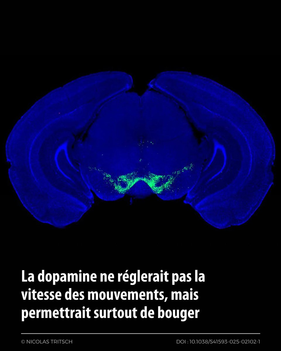 TrustMyScience's tweet image. Dopamine et mouvement : une étude suggère qu’elle ne règle pas la vitesse geste par geste. Elle agirait plutôt comme un « niveau de base » indispensable. Chez la souris, la lévodopa aide en augmentant ce niveau global.