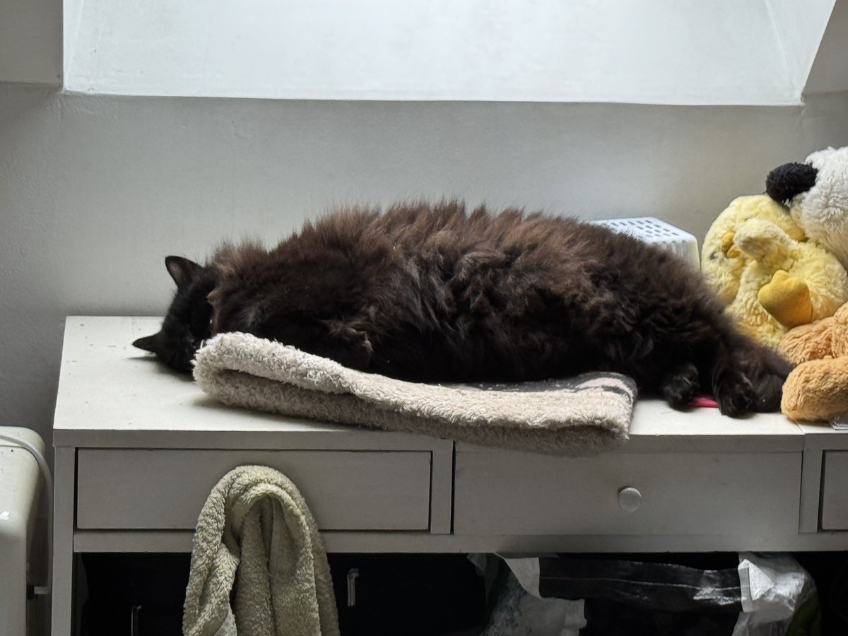 Belle et heureuse année les miaous!
Ici 2026 est déjà marquée par un pattern…😂