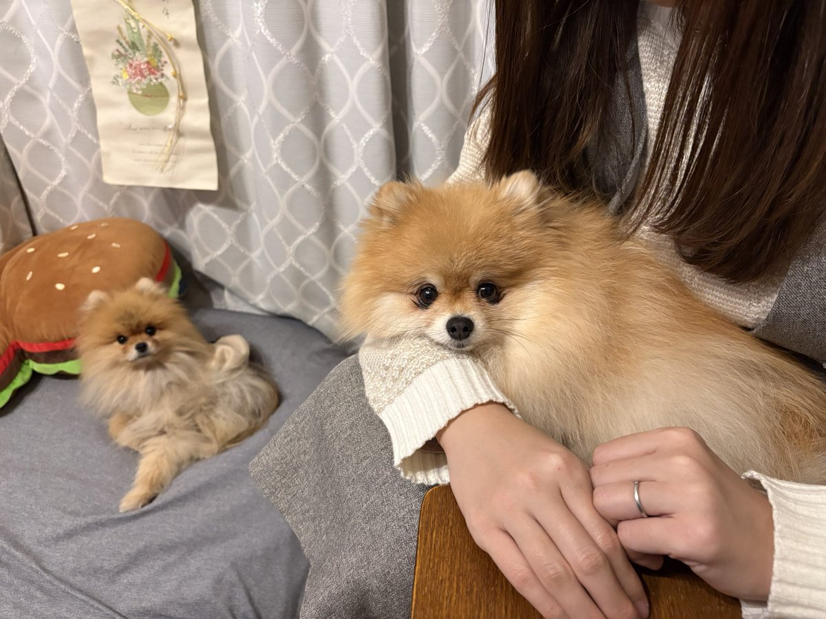 きなこ🐶🫰🍠@ポメ界の橋本環奈 (@kinako20200110) / Posts / X