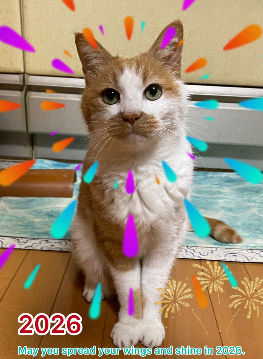 あけましておめでとうございます🎍
今年もどうぞよろしくお願い致しますニャー😺