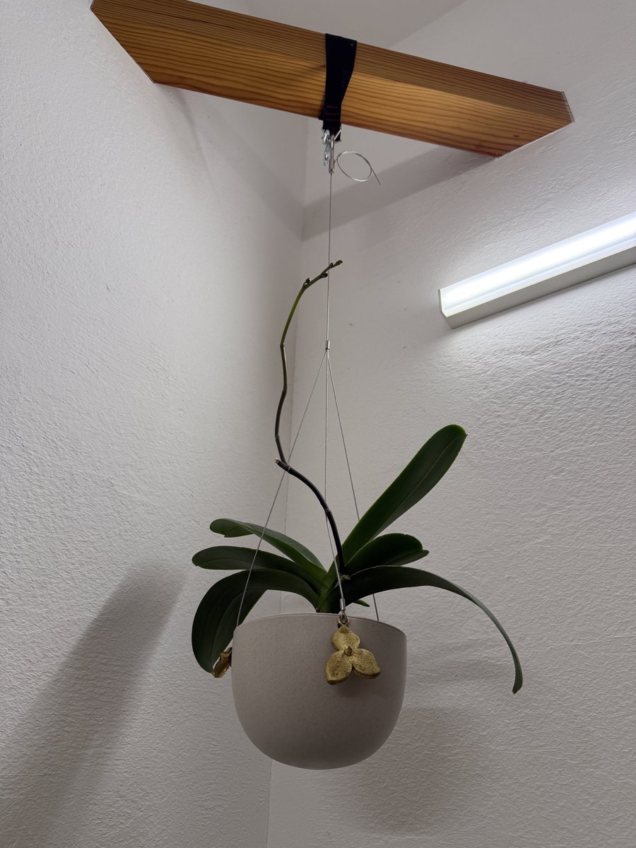 胡蝶蘭の花芽が天高く伸びてきました…誘引一切しないので、これからどういう風に咲くのやら…