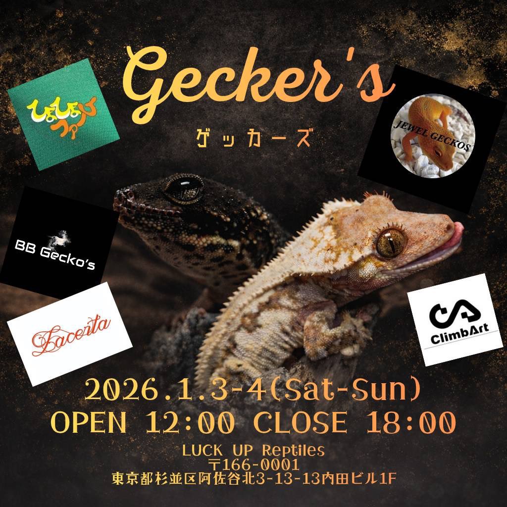 2026年初イベントは！
LUCK UP reptiles <a href="/LUCKUP_yosshi/">LUCK UP Reptiles🦎爬虫類ショップ🦎</a> さん店舗にて1/3-4日とゲッカーズに参加させてもらいます！
キャリーに入るだけクレス＆ガーゴ数匹(数ヶ月)＆チャホ１匹(4ヶ月)持っていきます！
生後2ヶ月〜アダルトまでいろいろサイズ持っていきます！
関東の皆様よろしくお願い致します🙇‍♂️🙇‍♀️