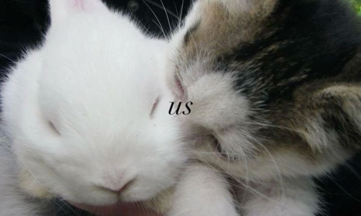 Bunnies's tweet photo. https://t.co/vDh5jgwyzO