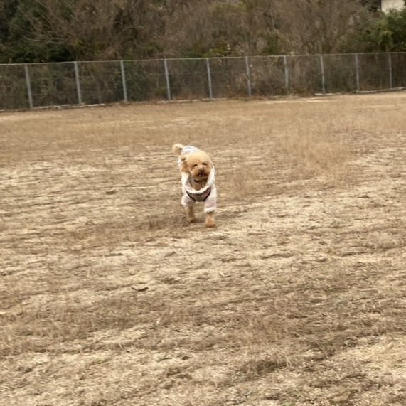 kukuru_129's tweet photo. 遊んでたら😂😂😂
バカだらけー🫨

 #愛犬　#トイプードルの女の子　#犬のいる暮らし　#犬好きさんと繋がりたい https://t.co/HI2zey4Hbz