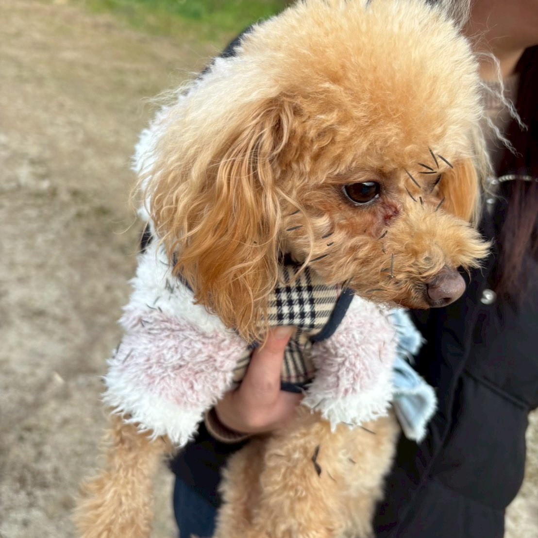 kukuru_129's tweet photo. 遊んでたら😂😂😂
バカだらけー🫨

 #愛犬　#トイプードルの女の子　#犬のいる暮らし　#犬好きさんと繋がりたい https://t.co/HI2zey4Hbz