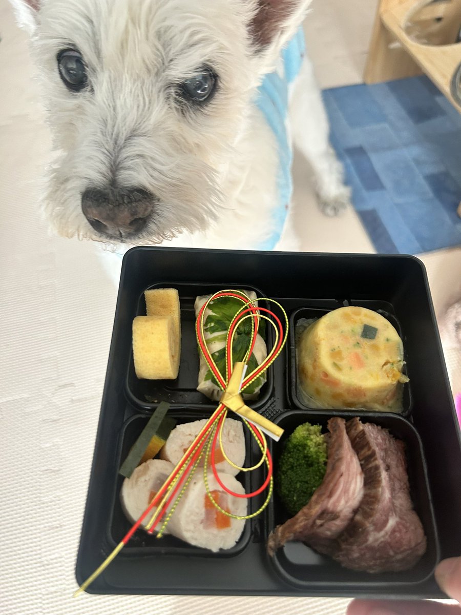 ちいちゃんです。 ちーちゃんですけどもっ！ 第1巻 | おます |本 | 通販 | Amazon