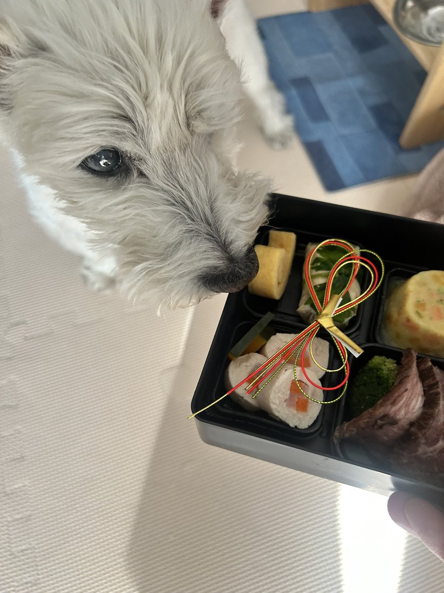 ちーちゃんですけどもっ第3巻予約発売中です❗️ (@ymc_cheezu