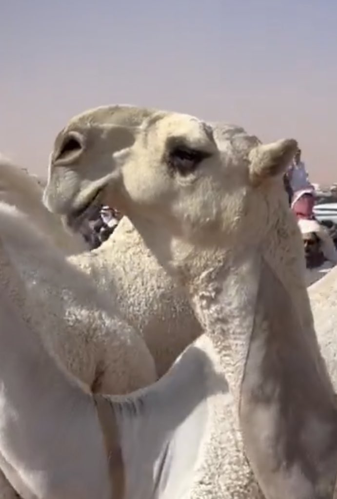 راكان العتيبي tweet media