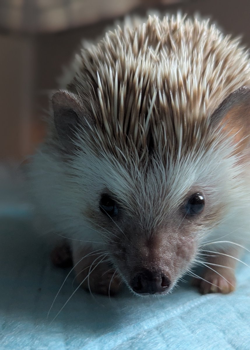 お薬効いてきたのか、顔つきがちょっとだけシャンとしてきた！…気がする😊
写真では見づらいけど、右前足の関節がグニってるのがどんどん酷くなってきてて、左手も先生曰くゴリっとしてるらしいし、後ろ足もちょっと反応悪い。お薬と撫で撫でマッサージくらいしかできることなくて悲しい。