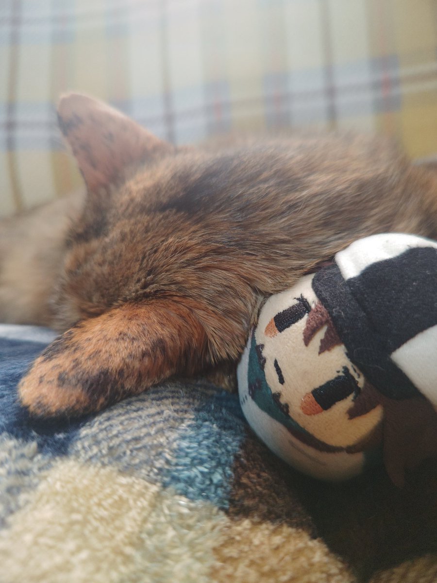 今日一日ずっと一緒にねてた
ころとねこ