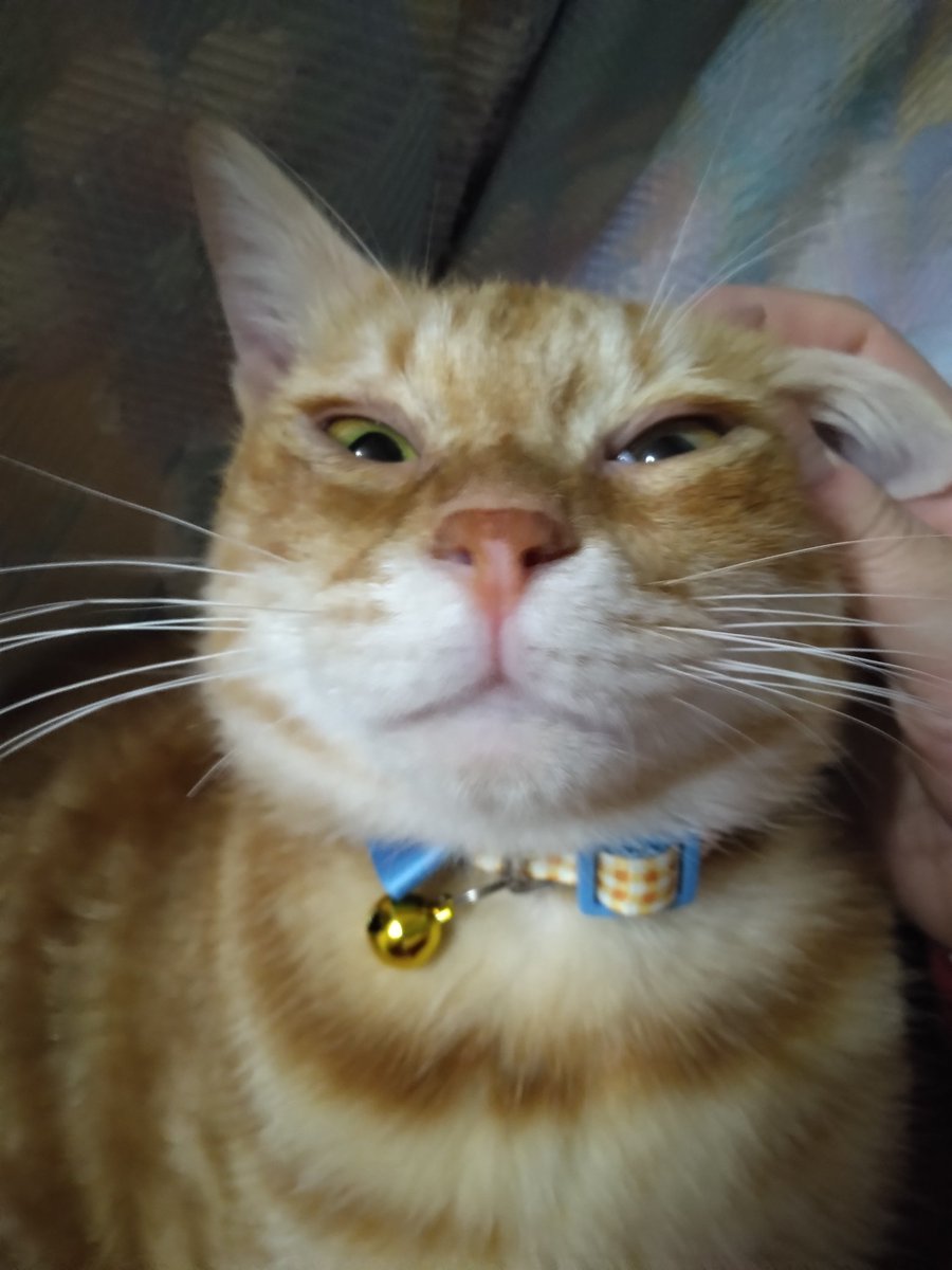 みどじゅに tweet media