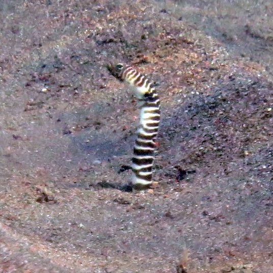 午年なのでゼブラ(シマウマ)アナゴの年ですね！ ゼブラアナゴは世界で