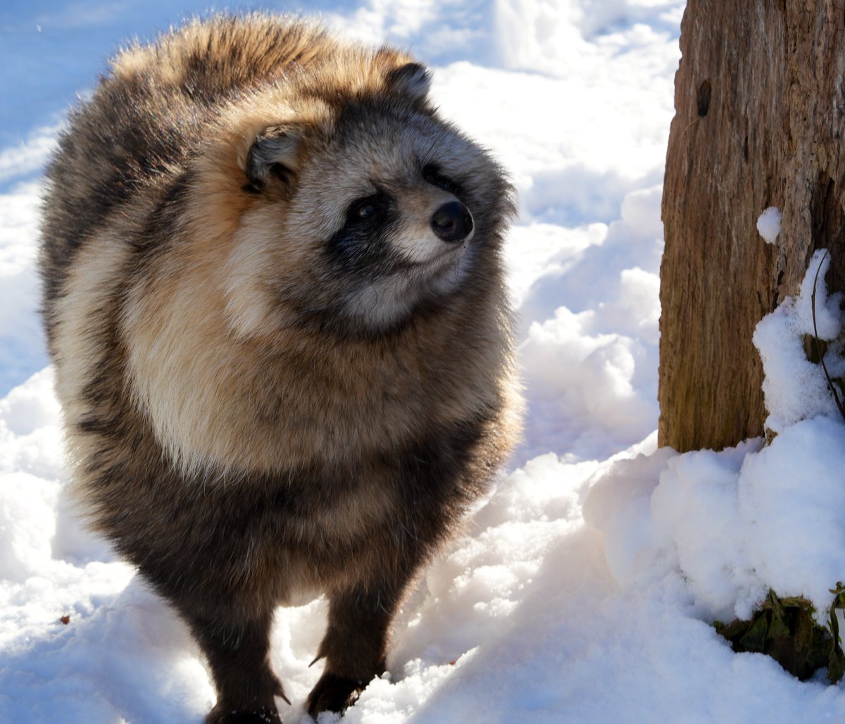 たぬき 2026年(令和8年)は、 タヌキ年です🐾 大事なのでもう一回いいます