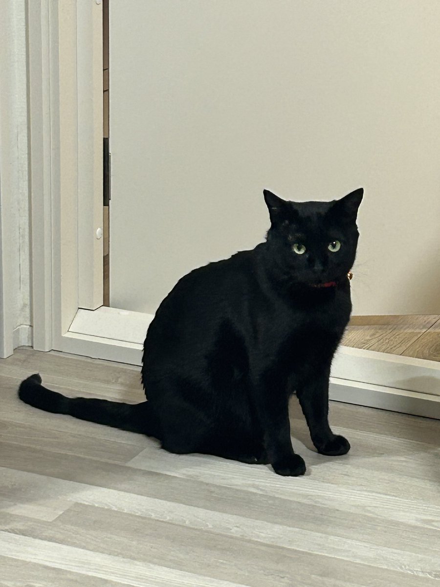 ぽちよね (@pochiyonee) on Twitter photo 