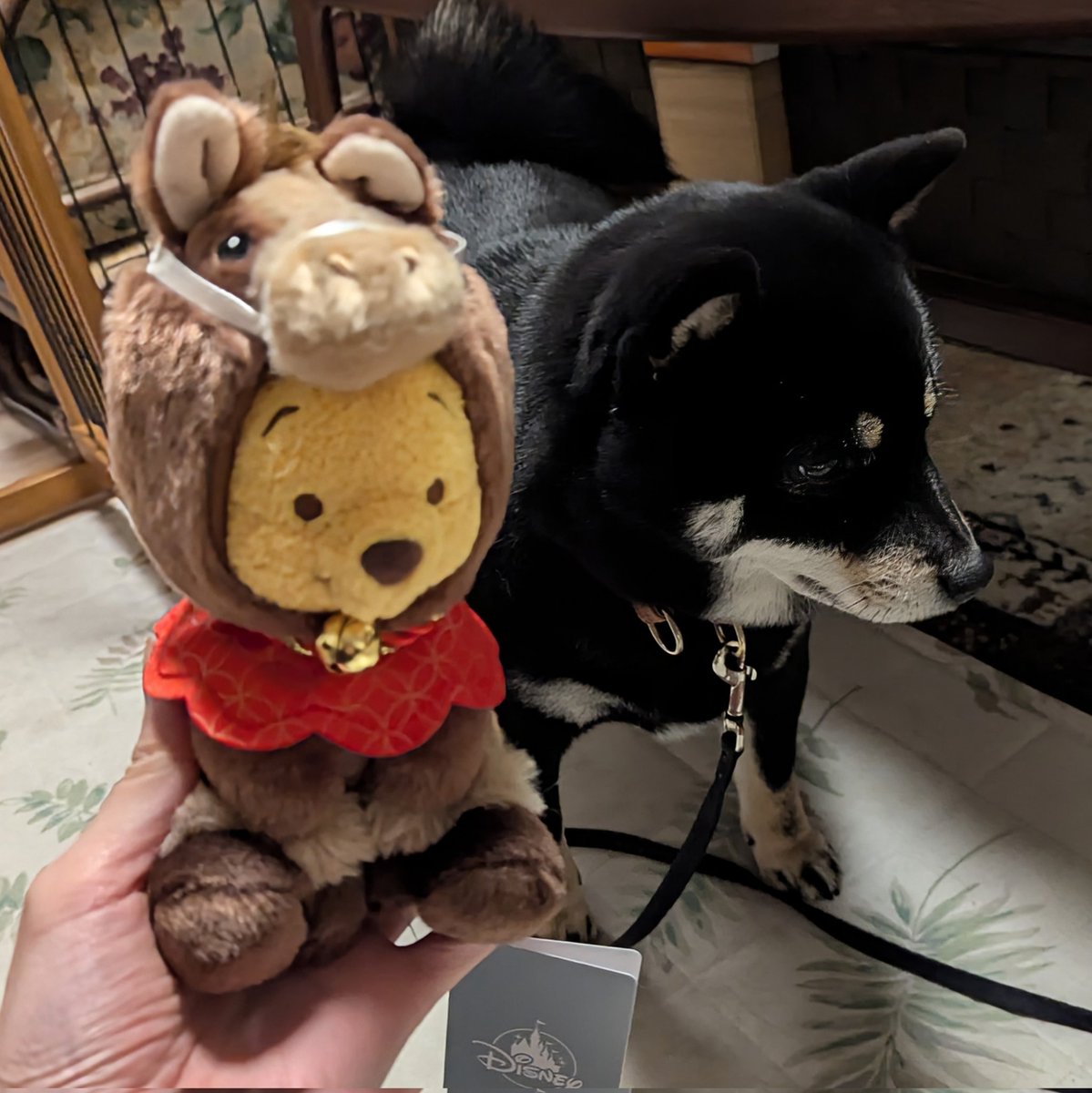 豆柴 豆柴 | 茨城県のブリーダーならRiver Mountain