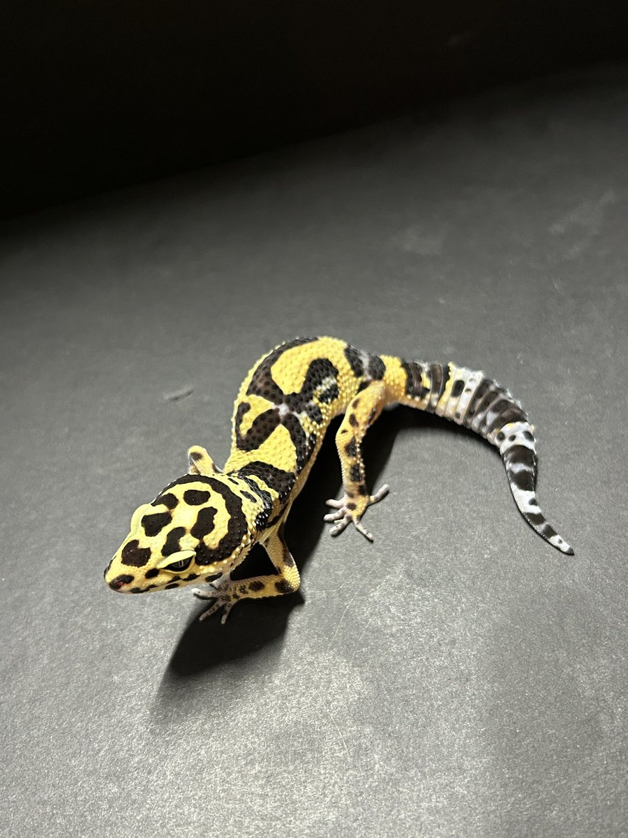 DAYO (@DAYO_DAYO_23) / Posts / X