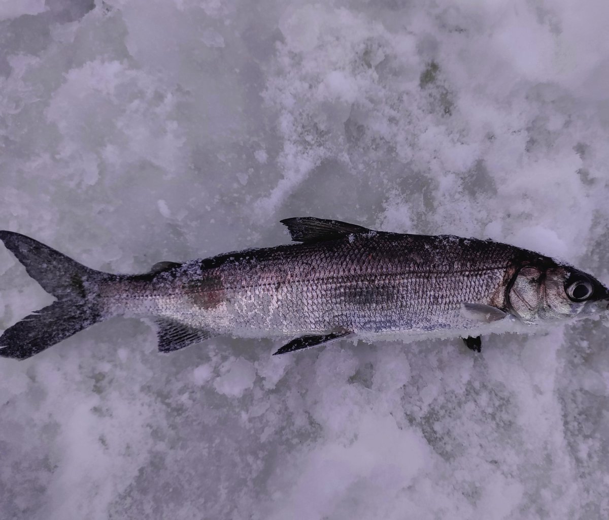 Hyvää uutta vuotta #uusivuosi #2026Ruka