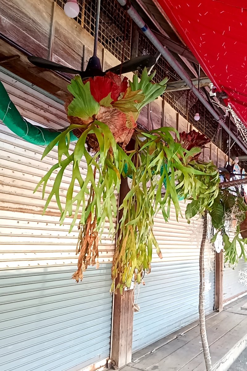 タイに来ているので大型ビカクを