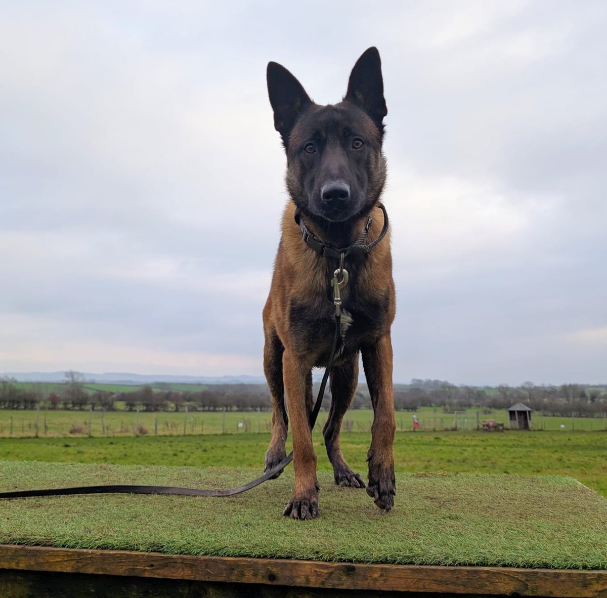 Cumbria Police Dog Section tweet media