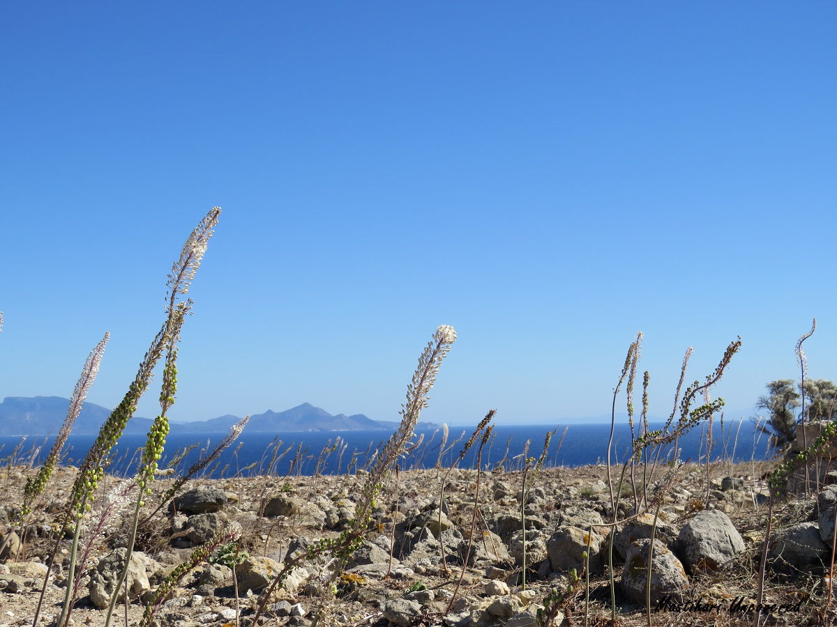 Happy New Year!
Are you visiting Kos this year?
#Kos #Greece #GreekIslands