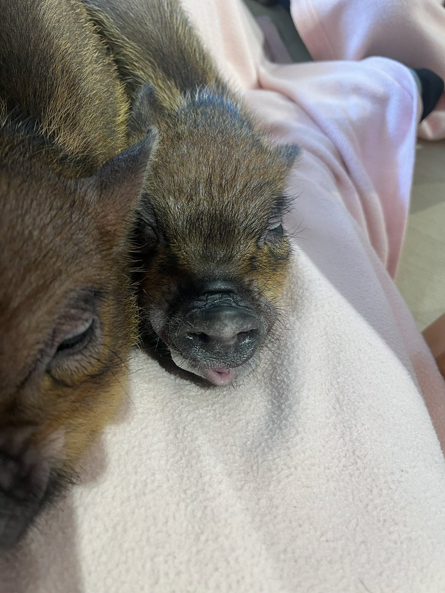 linclegaming's tweet photo. あけましておめでとう
新年はマイクロブタと共に
ベロ出す子可愛すぎる🐖 https://t.co/yWGhGFwYQN