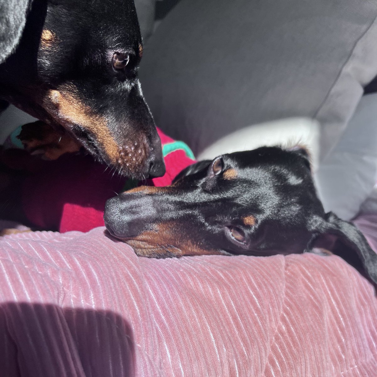 Susana C. Fernandes tweet media