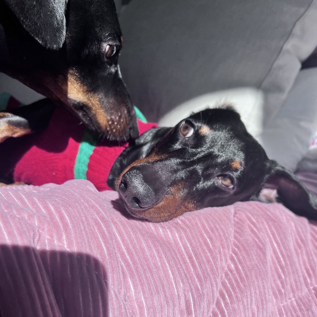 Susana C. Fernandes tweet media