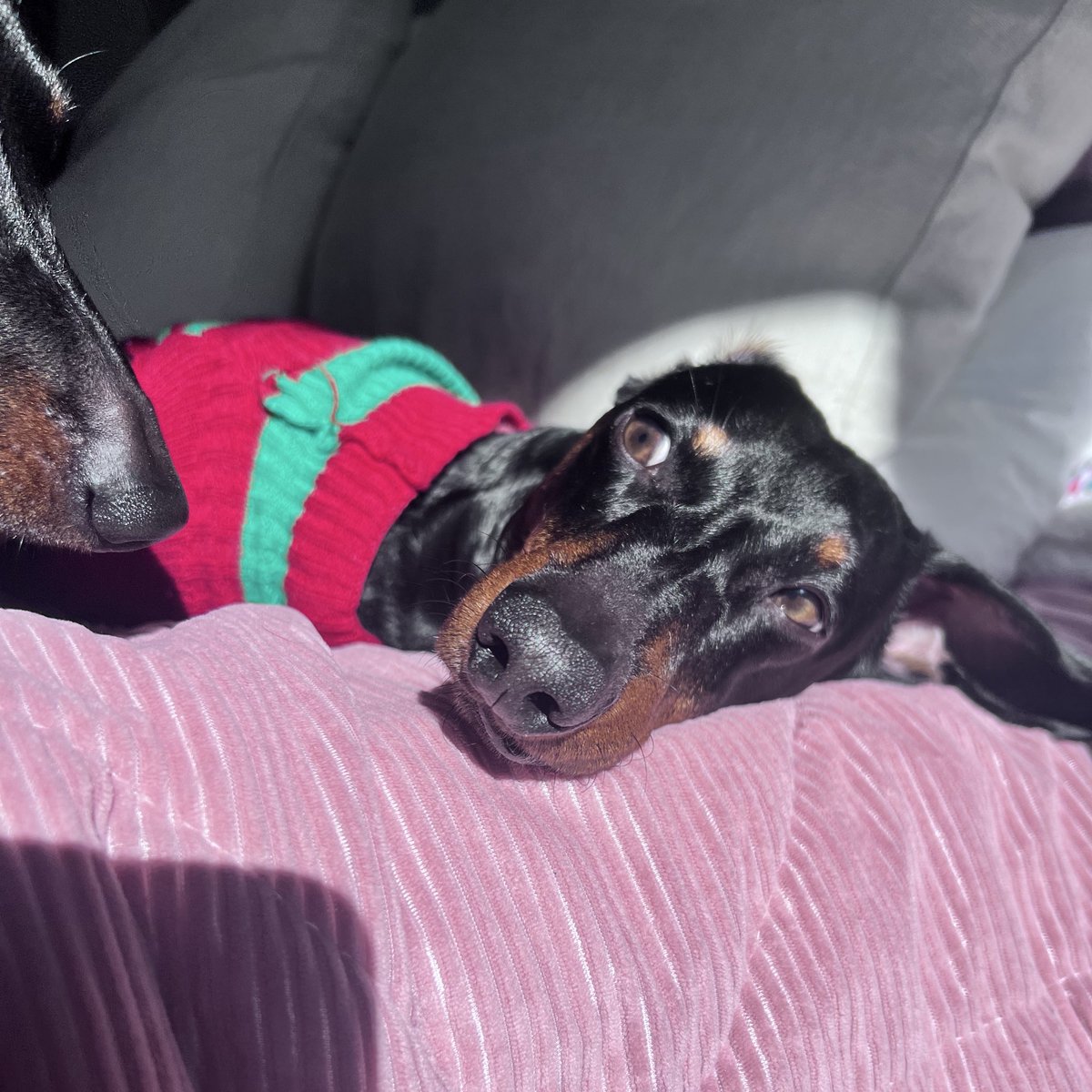 Susana C. Fernandes tweet media