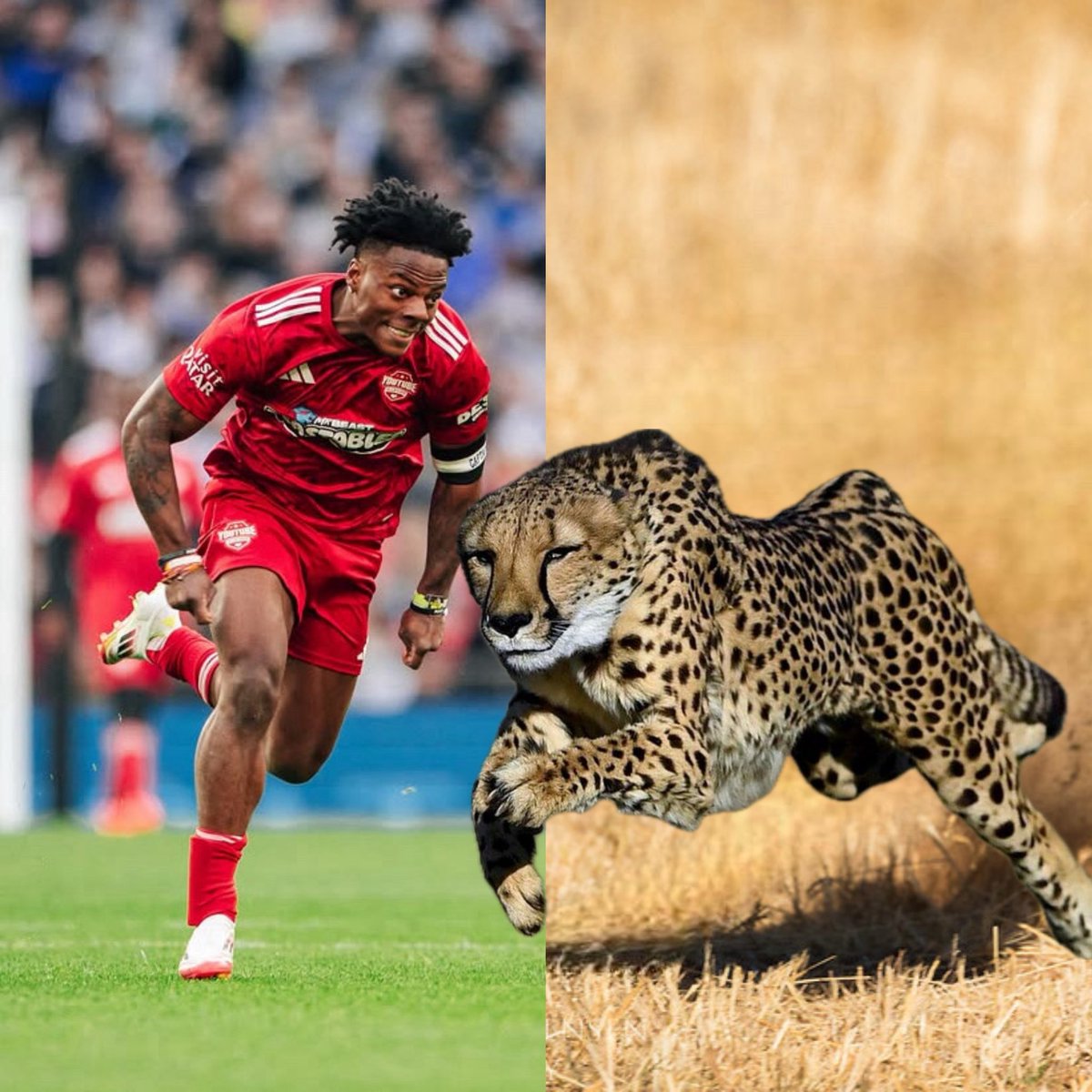 Speedy HQ tweet media