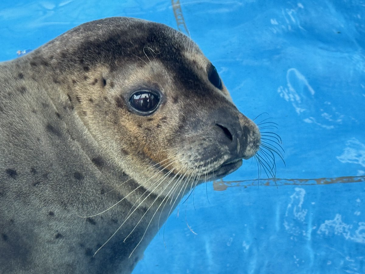 Spotted_Seal_'s tweet image. 乾き福音ちん🦭