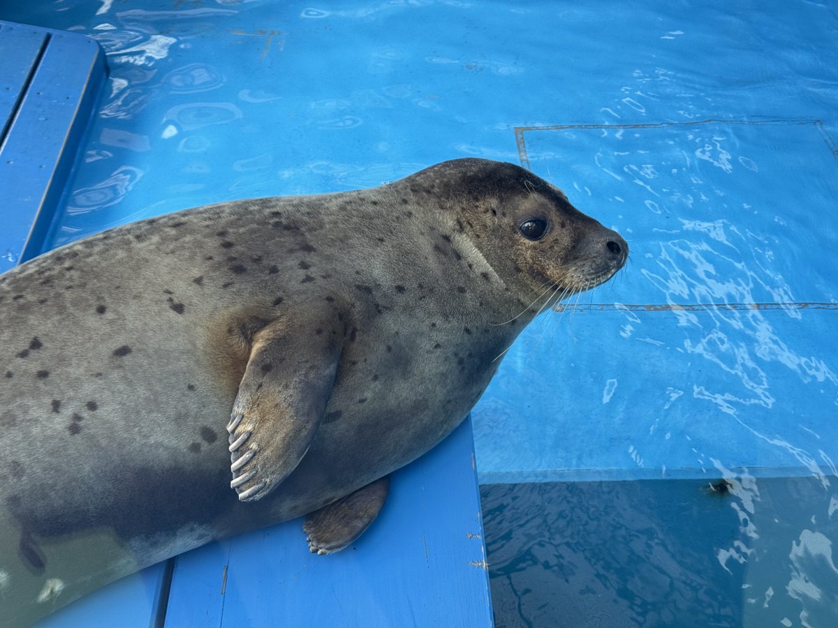 Spotted_Seal_'s tweet image. 乾き福音ちん🦭