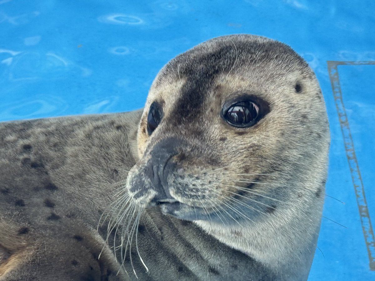 Spotted_Seal_'s tweet image. 乾き福音ちん🦭