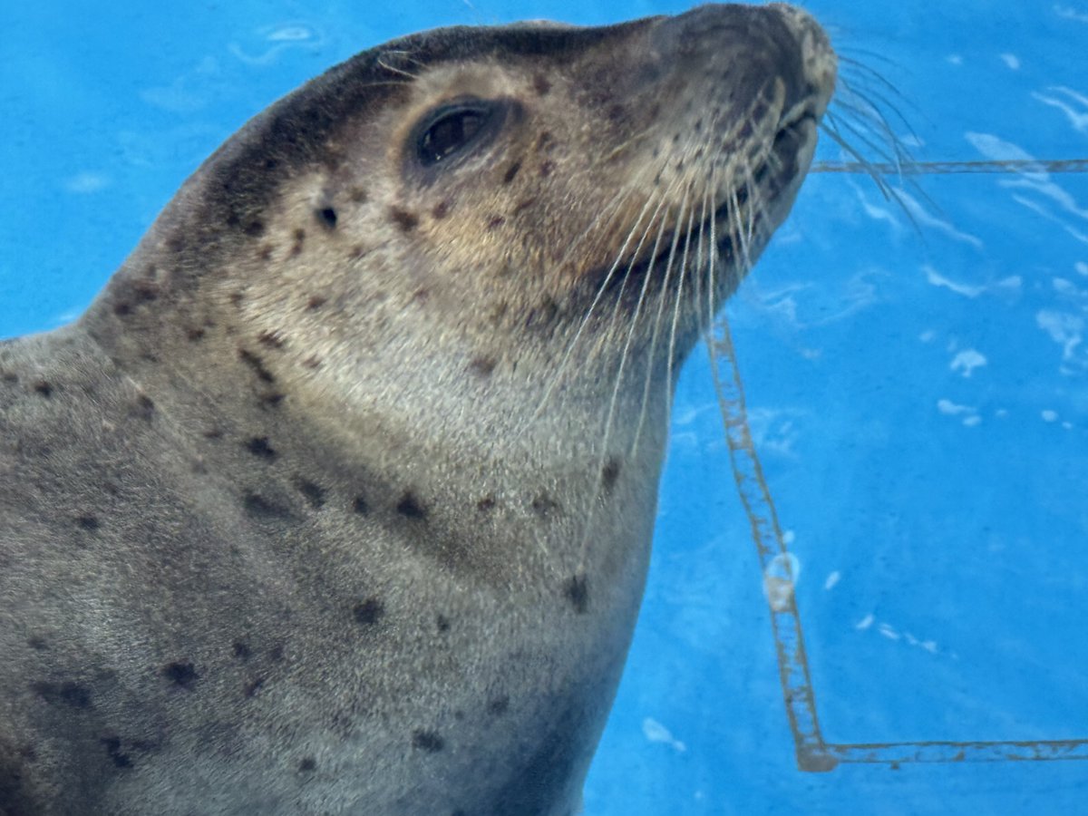 Spotted_Seal_'s tweet image. 乾き福音ちん🦭