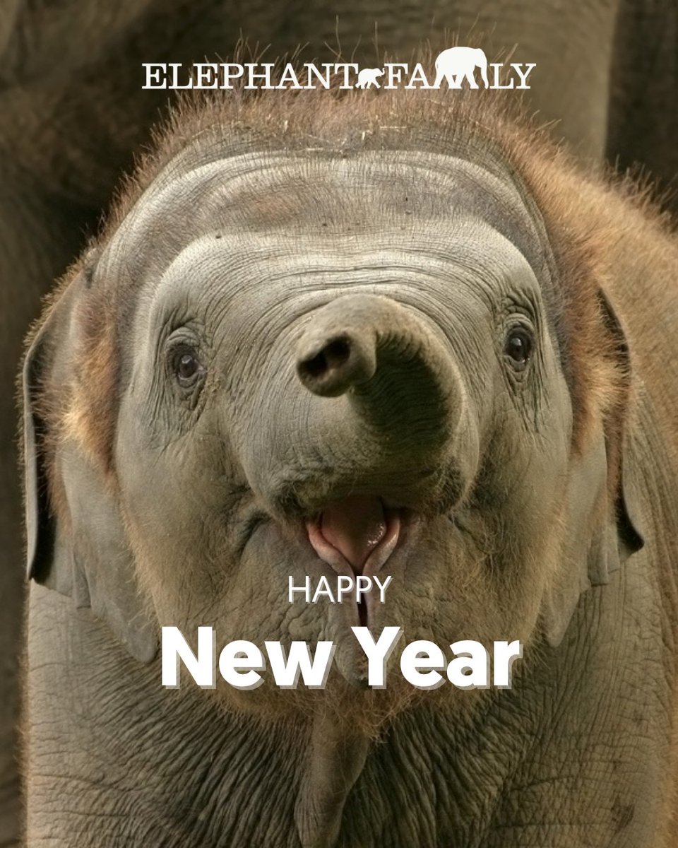 Elephant Family tweet media