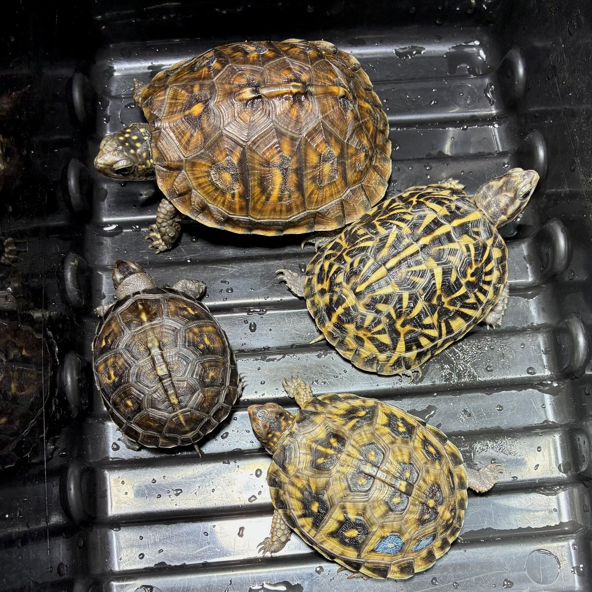 餌を与えて、水を換えて、光や風に晒して、治療して、調べものをして、環境を微調整。毎日カメを飼育する。そのうえで今年は何ができるかな。まずは完治。そしてもう一種くらい繁殖できれば良いな。あと本業の資格も。
#TerrapeneCarolinaMajor #TerrapeneCarolinaTriunguis #TerrapeneCarolinaBauri