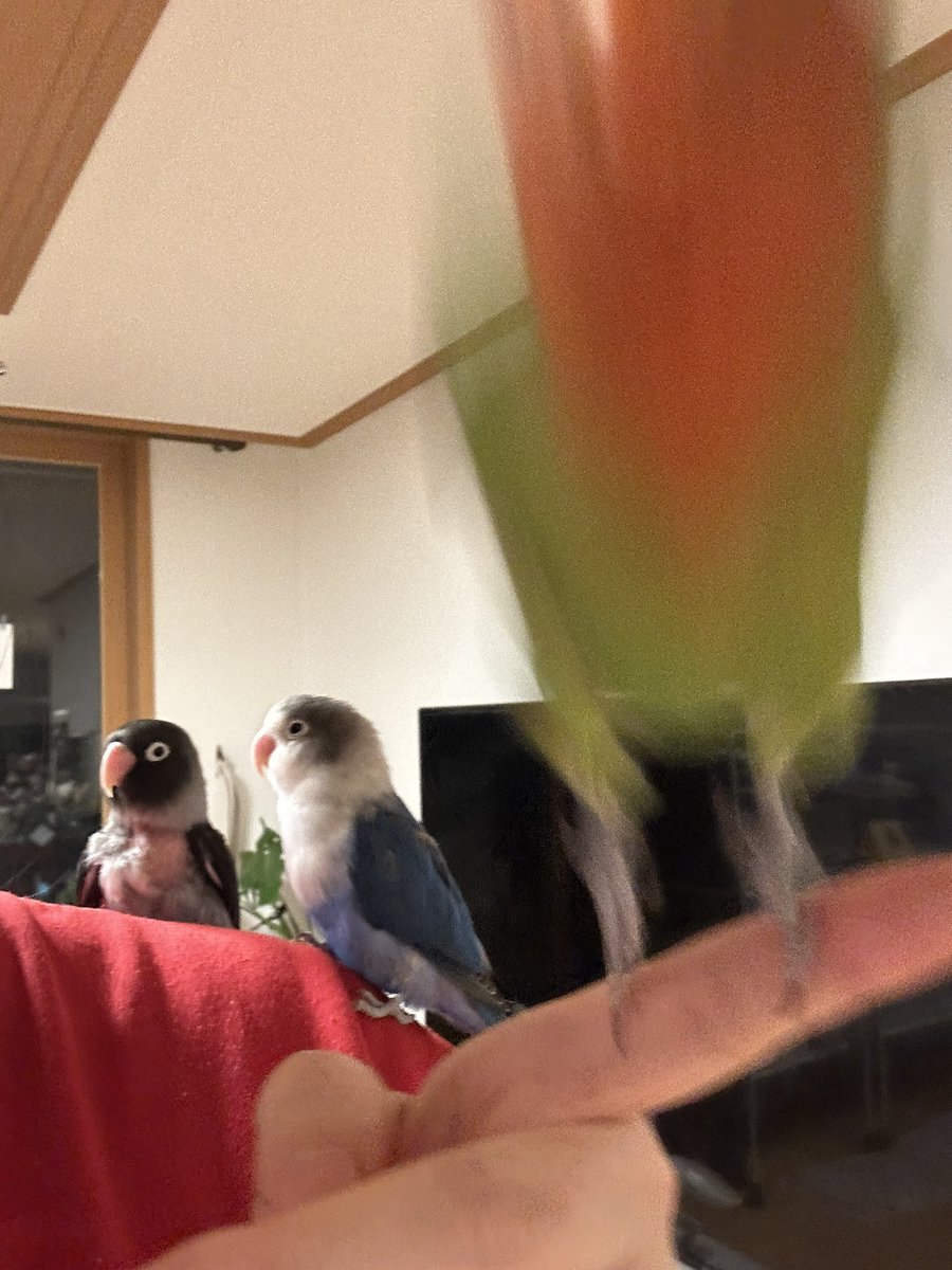 2026 첫 트윗은 두휘포 세마리 다같이🐥🐥🐥행복하고 무탈한 한해되길🎉