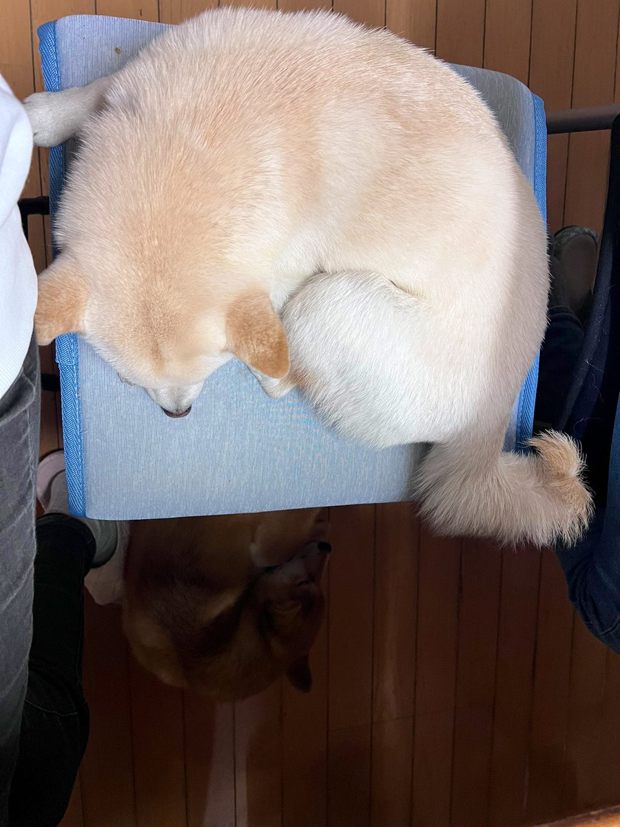 豆柴 豆柴くんちゃんさんの写真｜深津 貴之 (fladdict)