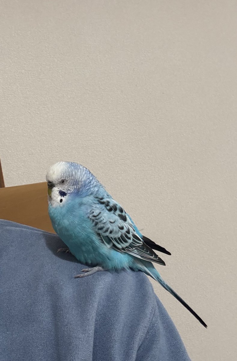 🦜くうちゃん🦜 (@kuu_channel222) / Posts / X