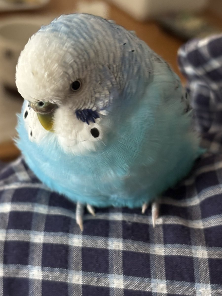 🦜くうちゃん🦜 (@kuu_channel222) / Posts / X