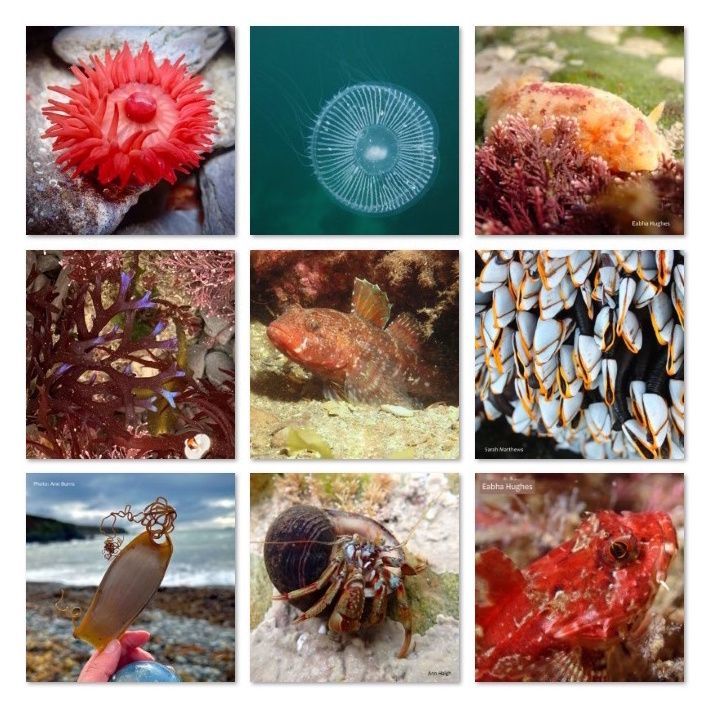 Biodiversity Ireland tweet media