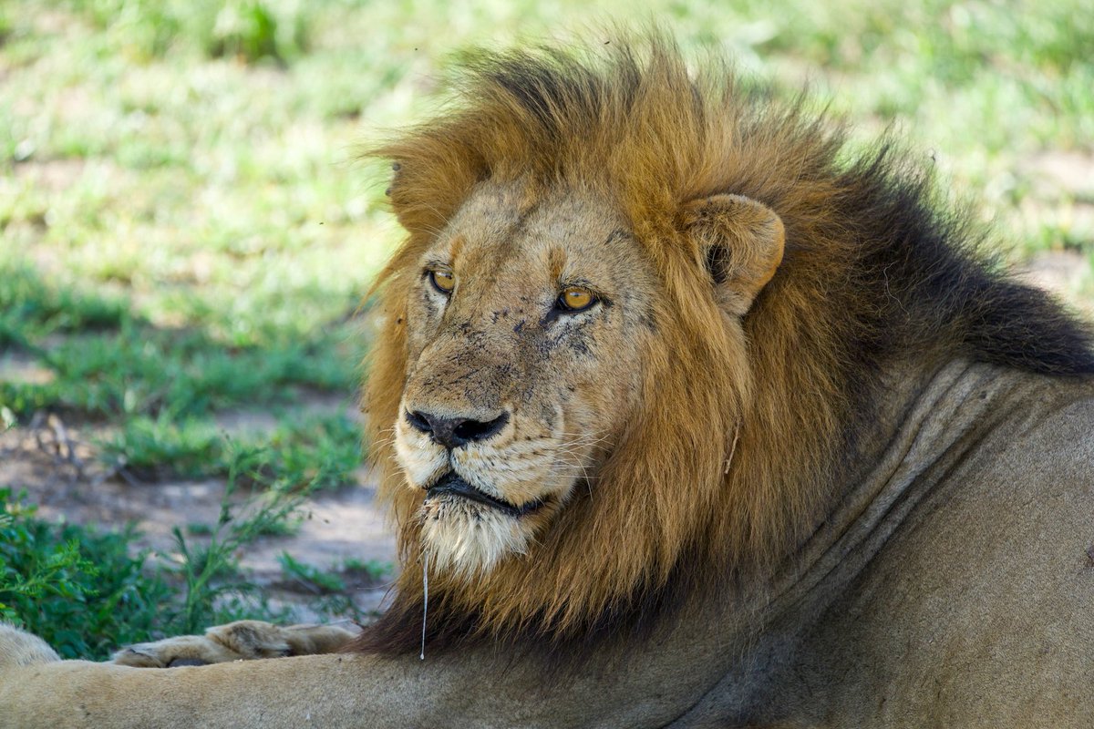 Chat With Chaps tweet media