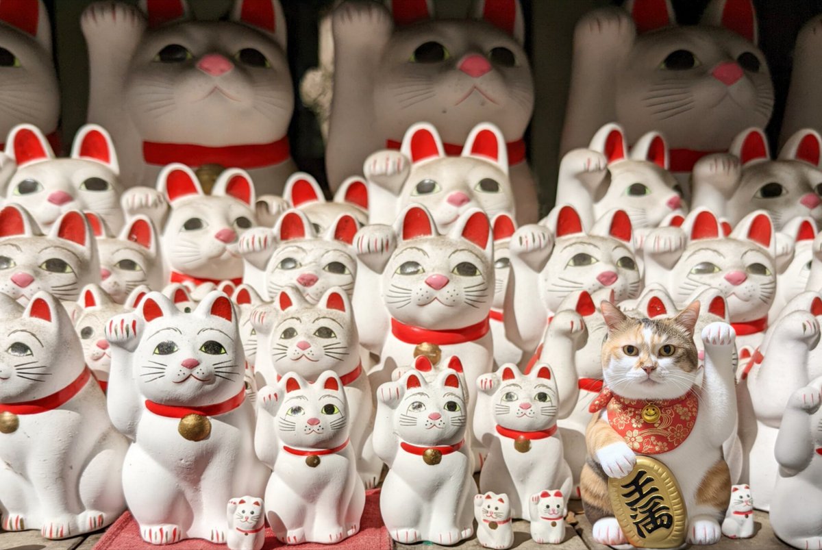 nekodanekohachi's tweet image. あんずを探せ‼️

難易度低め🤣

皆さんに、たくさんの『福』が
訪れますよ〜に🐱ﾆｬﾝﾆｬﾝ💕